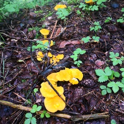 Pfifferlinge (Cantharellus cibarius)