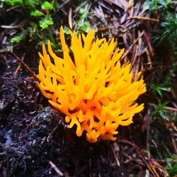 Klebriger Hörnling (Calocera viscosa)