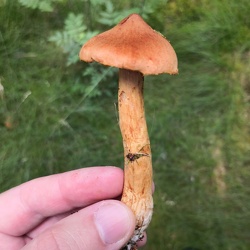 Spitzgebuckelter Raukopf (Cortinarius rubellus)