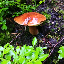 Maronenröhrling (Imleria badia)