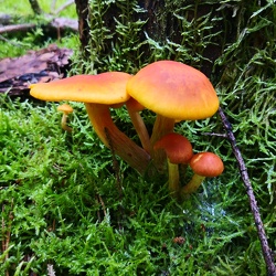 Flämmlinge (Gymnopilus spec.)
