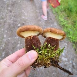 Samtfuss-Holzkrempling (Tapinella atrotomentosa)