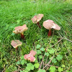 Gemeiner Rotfußröhrling (Xerocomellus chrysenteron)