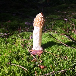 Gemeine Stinkmorchel (Phallus impudicus)