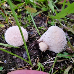 Flaschen-Stäubling (Lycoperdon perlatum)