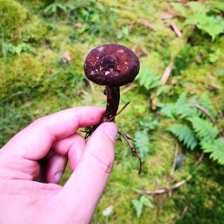 Schwarzkopf-Milchling (Lactarius lignyotus)