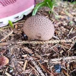Bräunlicher Stäubling (Lycoperdon umbrinum)