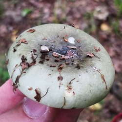 Grasgrüner Täubling (Russula aeruginea)