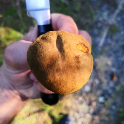 Ziegenlippe (Xerocomus subtomentosus)