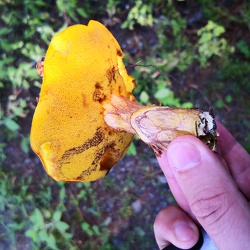 Goldgelber Lärchenröhrling (Suillus grevillei)