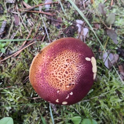 Purpurfilziger Holzritterling (Tricholomopsis rutilans)