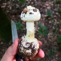 Gelber Knollenblätterpilz (Amanita citrina)