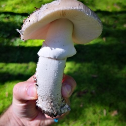 Grauer Wulstling (Amanita excelsa)