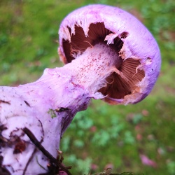 Lila Dickfuß (Cortinarius traganus)