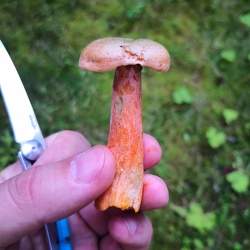 Fichten-Reizker (Lactarius deterrimus)