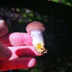 Großer Schmierling (Gomphidius glutinosus)