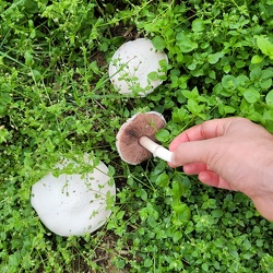 Wiesen-Champignon (Agaricus campestris)