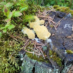 Gelbe Lohblüte (Fuligo septica)