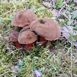Flockenstieliger Hexen-Röhrling (Neoboletus luridiformis)