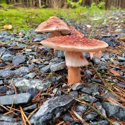 Perlpilz (Amanita rubescens)