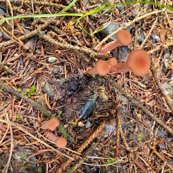 Rötlicher Lacktrichterling (Laccaria laccata)