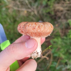 Birken-Milchling (Lactarius torminosus)