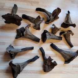 Totentrompeten (Craterellus cornucopioides)