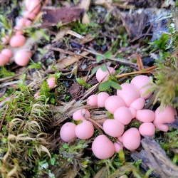 Blutmilchpilz (Lycogala epidendrum)
