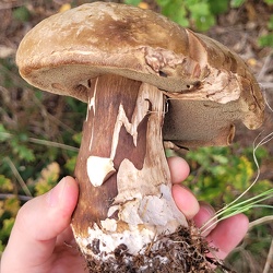 Düsterer Röhrling (Porphyrellus porphyrosporus)