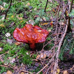 Glänzender Lackporling (Ganoderma lucidum)
