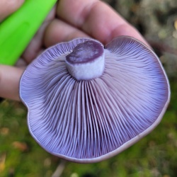 Violetter Rötelritterling (Lepista nuda)