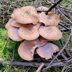Gemeiner Hallimasch (Armillaria solidipes)