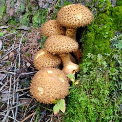 Sparriger Schüppling (Pholiota squarrosa)