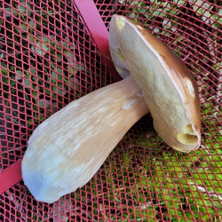 Fichtensteinpilz (Boletus edulis)
