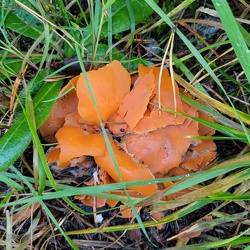 Orangebecherling (Aleuria aurantia)