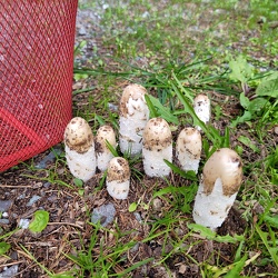 Schopf-Tintling (Coprinus comatus)