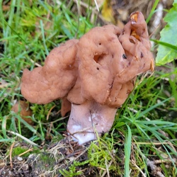 Bischofsmütze (Gyromitra infula)