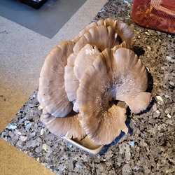 Austern-Seitling (Pleurotus ostreatus)