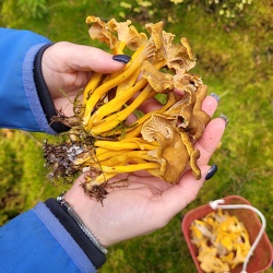 Gelbstieliger Trompetenpfifferling (Craterellus tubaeformis)