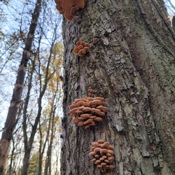 Gemeiner Samtfußrübling (Flammulina velutipes)