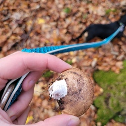 Birkenporling (Fomitopsis betulina)