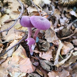 Violetter Lacktrichterling (Laccaria amethystina)