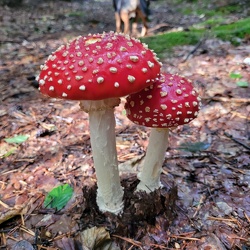 Fliegenpilz (Amanita muscaria)