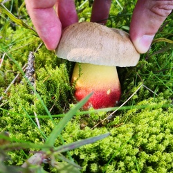 Schönfußröhrling (Caloboletus calopus)