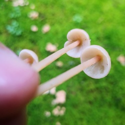 Knopfstieliger Büschelrübling (Gymnopus confluens)