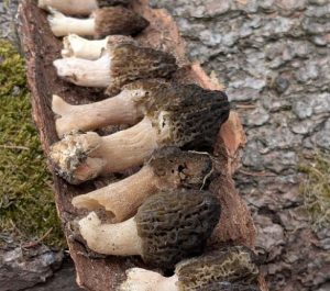 Spitzmorchel (Morchella elata)