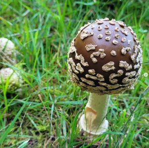 Königs-Fliegenpilz (Amanita regalis)