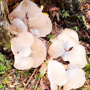 Galertiger Zitterzahn (Pseudohydnum gelatinosum)