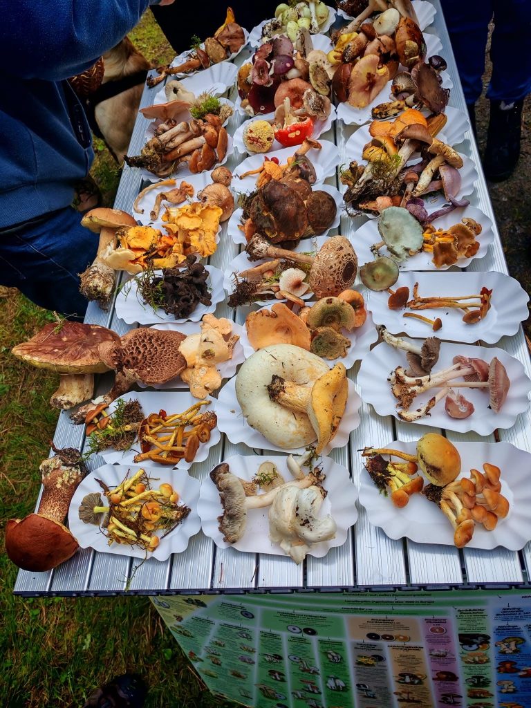 Bunte Vielfalt gesammelter Pilzarten auf Papptellern