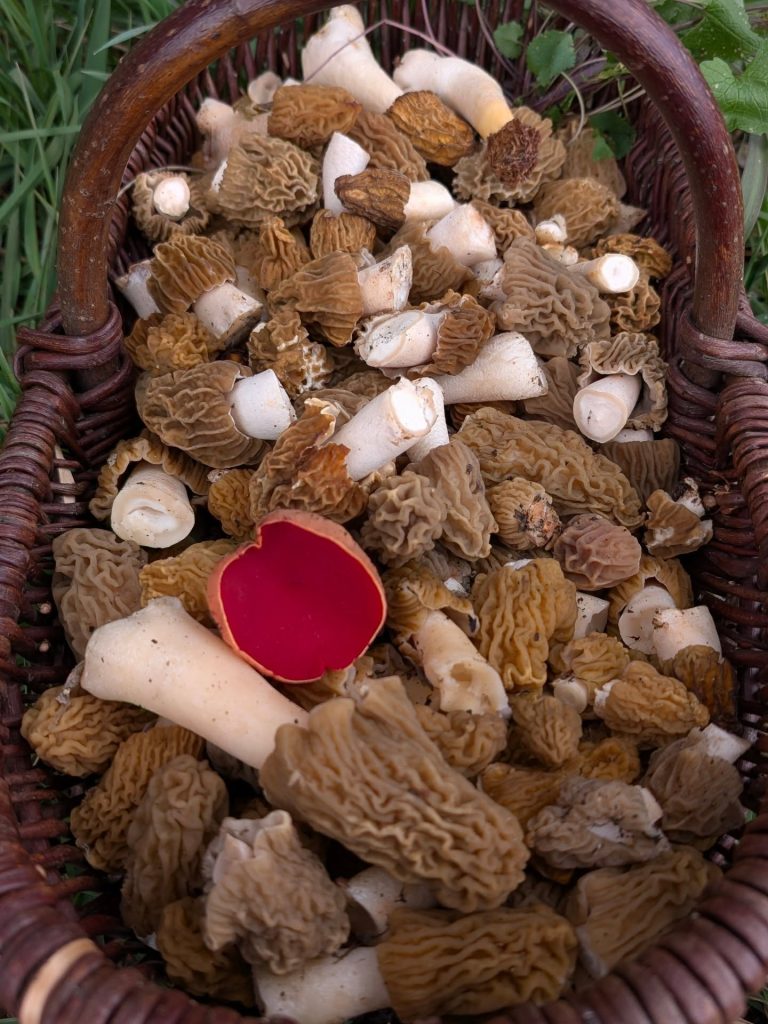 Korb mit Böhmischen Verpeln und einem roten Kelchbecherling